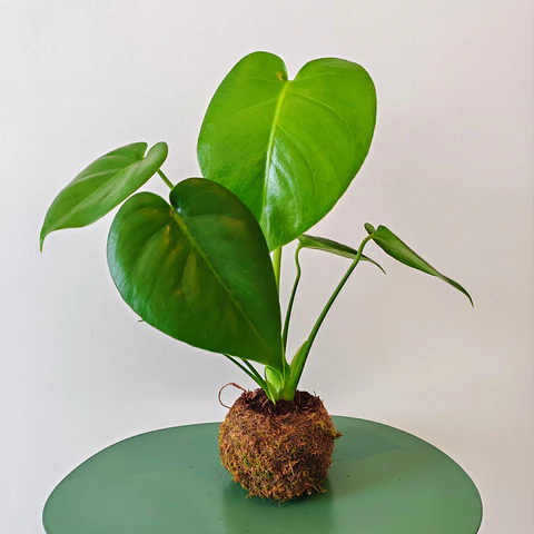 Kokedama de Monstera Deliciosa