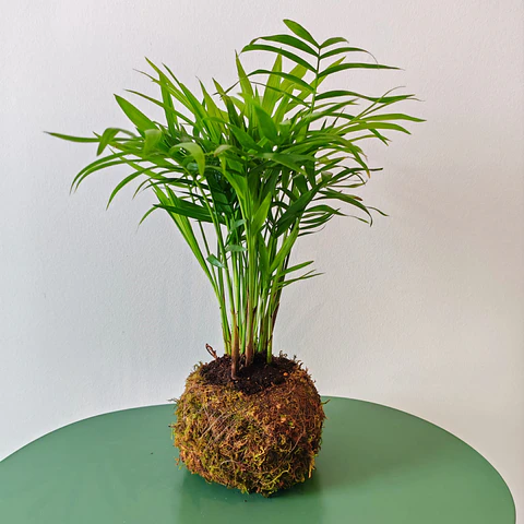 Kokedama made from Chamaedorea elegans – Parlor Palm