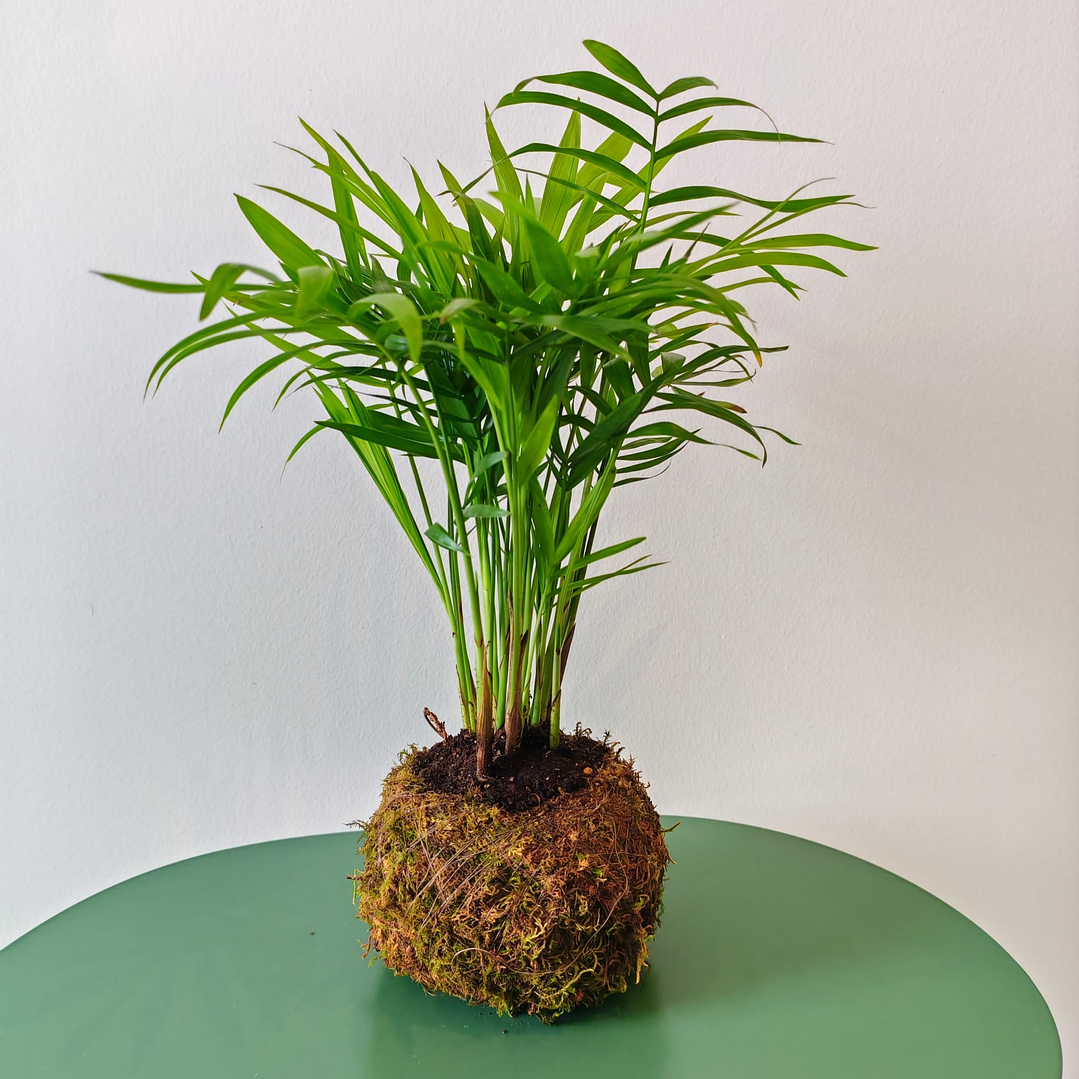 Kokedama made from Chamaedorea elegans – Parlor Palm 1