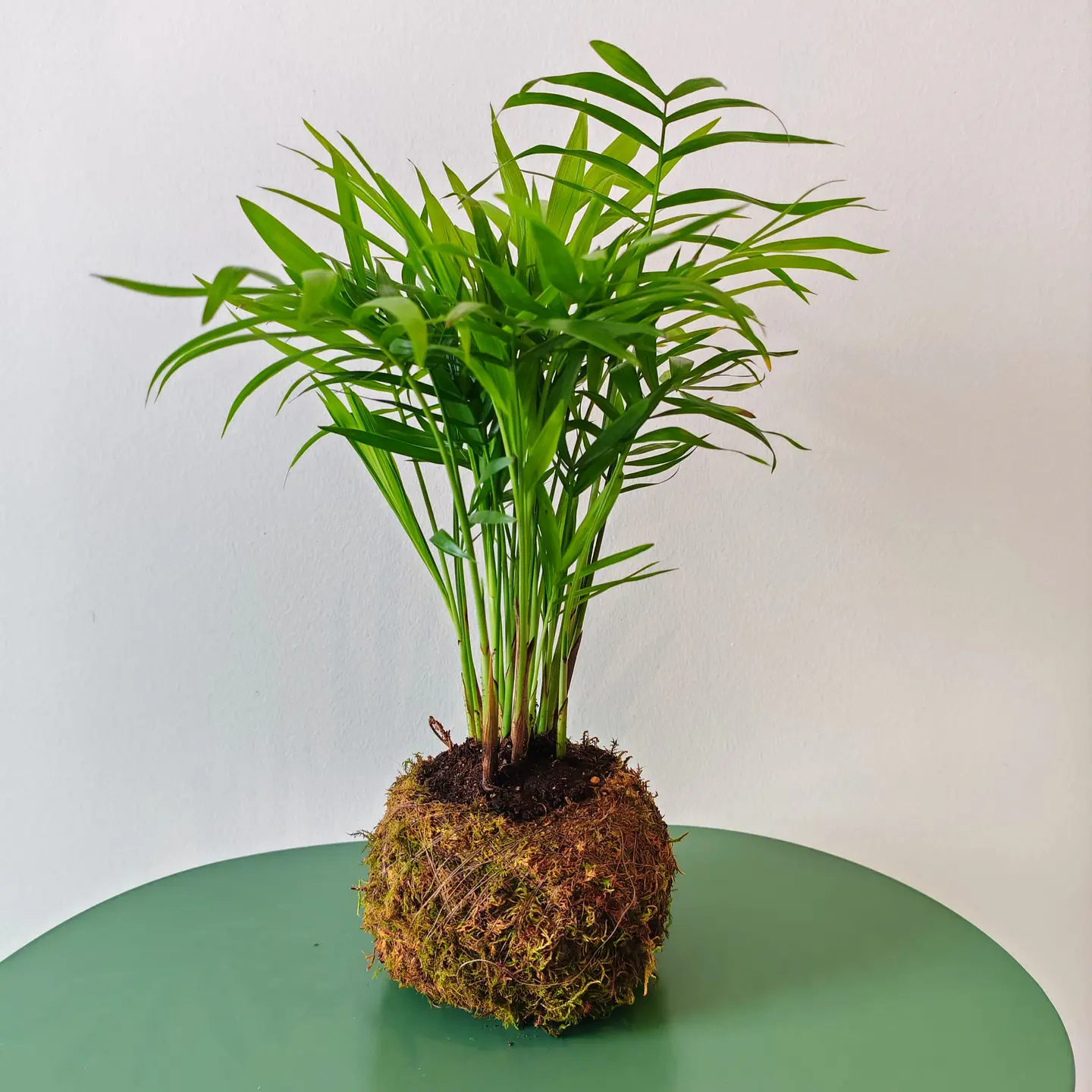Kokedama de Chamaedorea Elegans – Palmeira-de-Salão 1