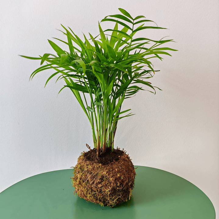 Kokedama made from Chamaedorea elegans – Parlor Palm 1