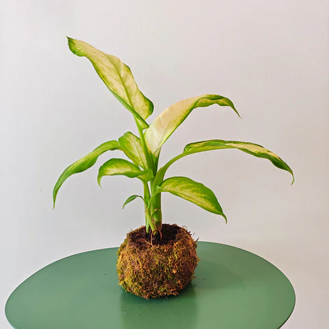 Kokedama made from Dieffenbachia Camilla – Dumb Cane