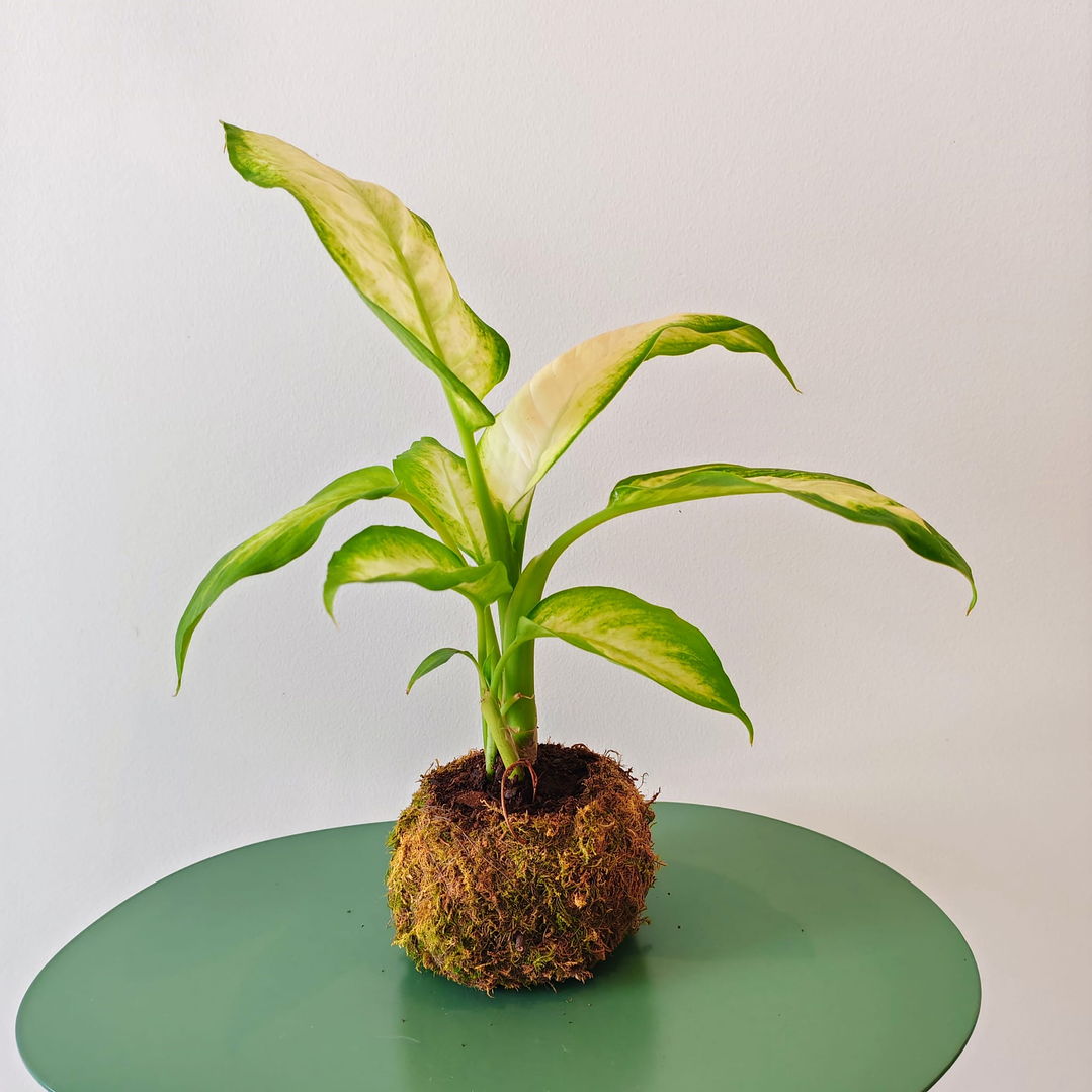 Kokedama de Dieffenbachia Camilla – Comigo-ninguém-pode 1
