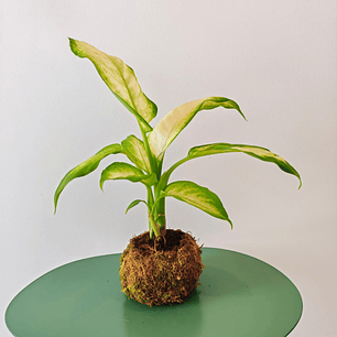 Kokedama de Dieffenbachia Camilla – Comigo-ninguém-pode