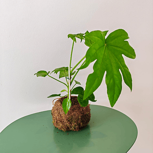 Kokedama de Fatsia Japonica