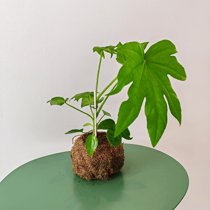 Kokedama de Fatsia Japonica 1