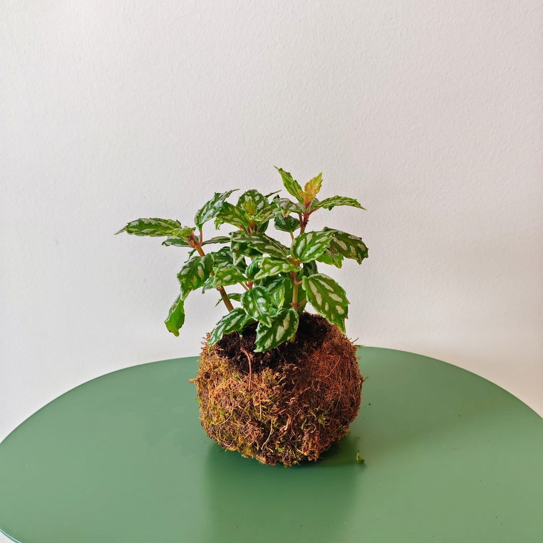 Kokedama by Pilea Cadierei – Aluminum Plant 1