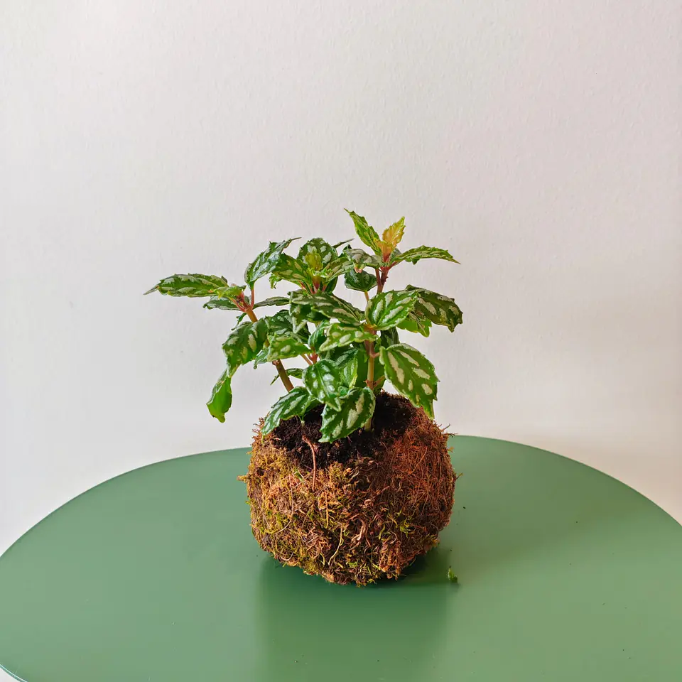 Kokedama de Pilea Cadierei – Planta-Alumínio 1