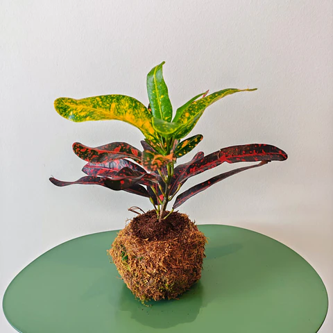 Croton Narrow Leaf Kokedama – Thin and Colorful Leaves