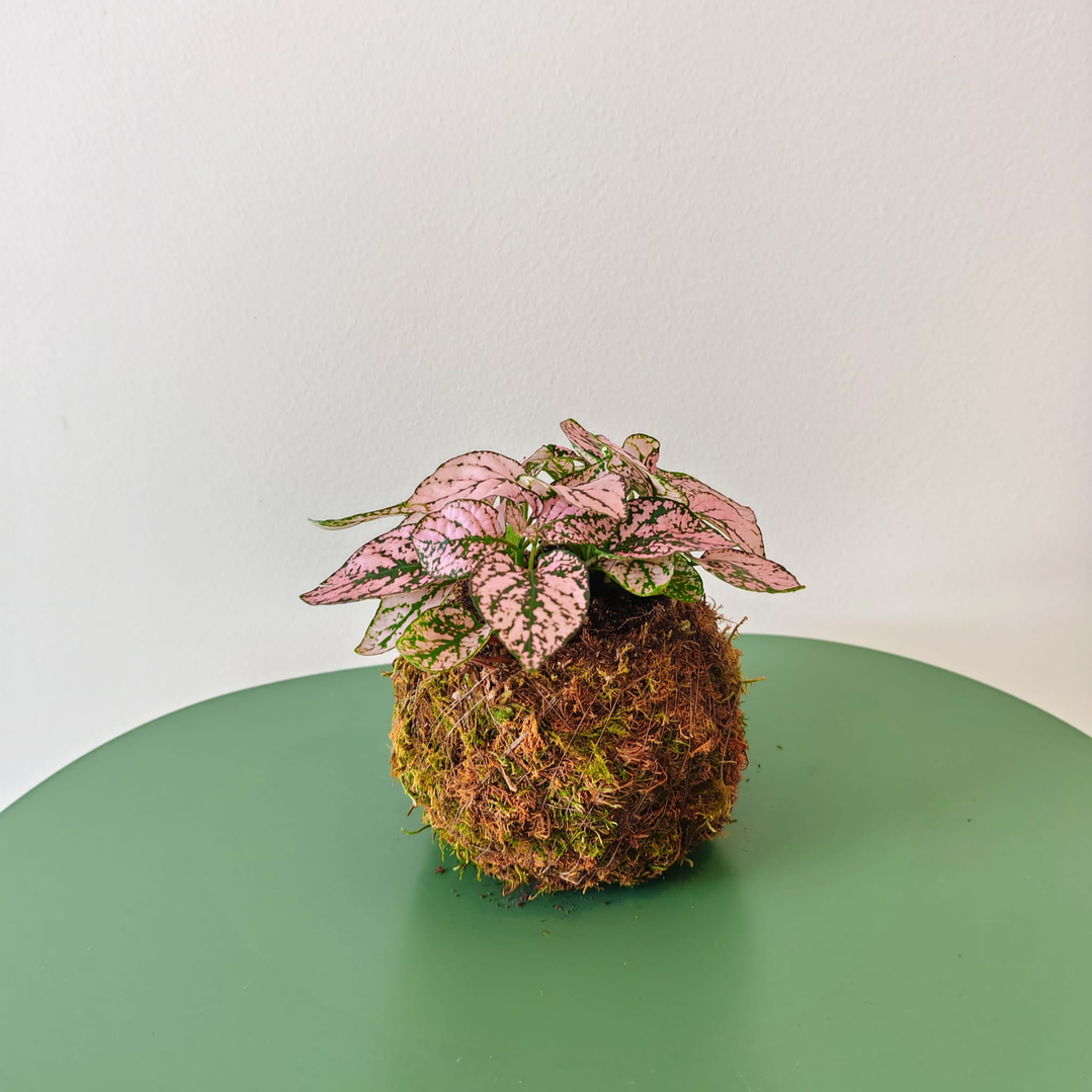 Kokedama de Hypoestes Pink – Planta-Pintada Rosa 1