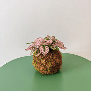 Kokedama made from Hypoestes Pink – Pink Spotted Plant