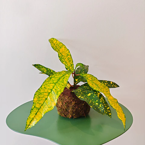 Croton Sunny Star Kokedama – Green and Yellow Foliage