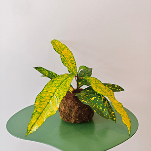 Kokedama de Croton Sunny Star – Folhagem Verde e Amarela