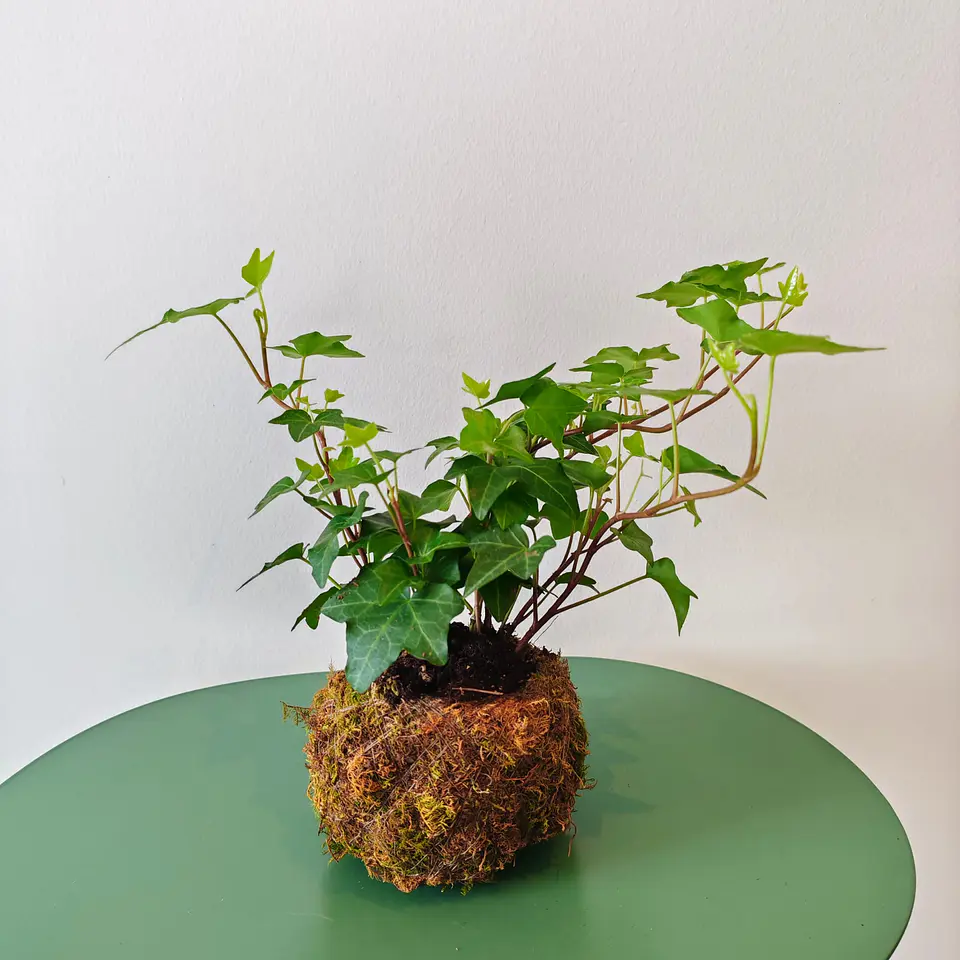 Kokedama de Hera Inglesa – Planta Trepadeira e Trendy 1