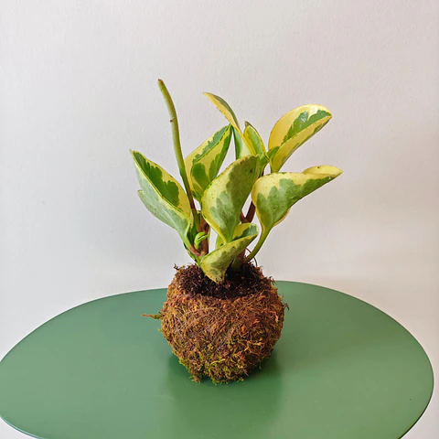 Kokedama de Peperomia Obtusifolia Variegata