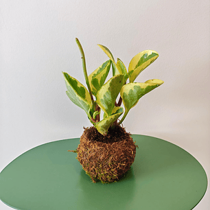 Kokedama de Peperomia Obtusifolia Variegata