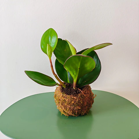 Kokedama Obtipan – Green Peperomia Obtusifolia