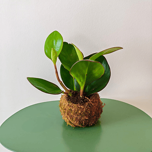 Kokedama Obtipan – Peperomia Obtusifolia Verde