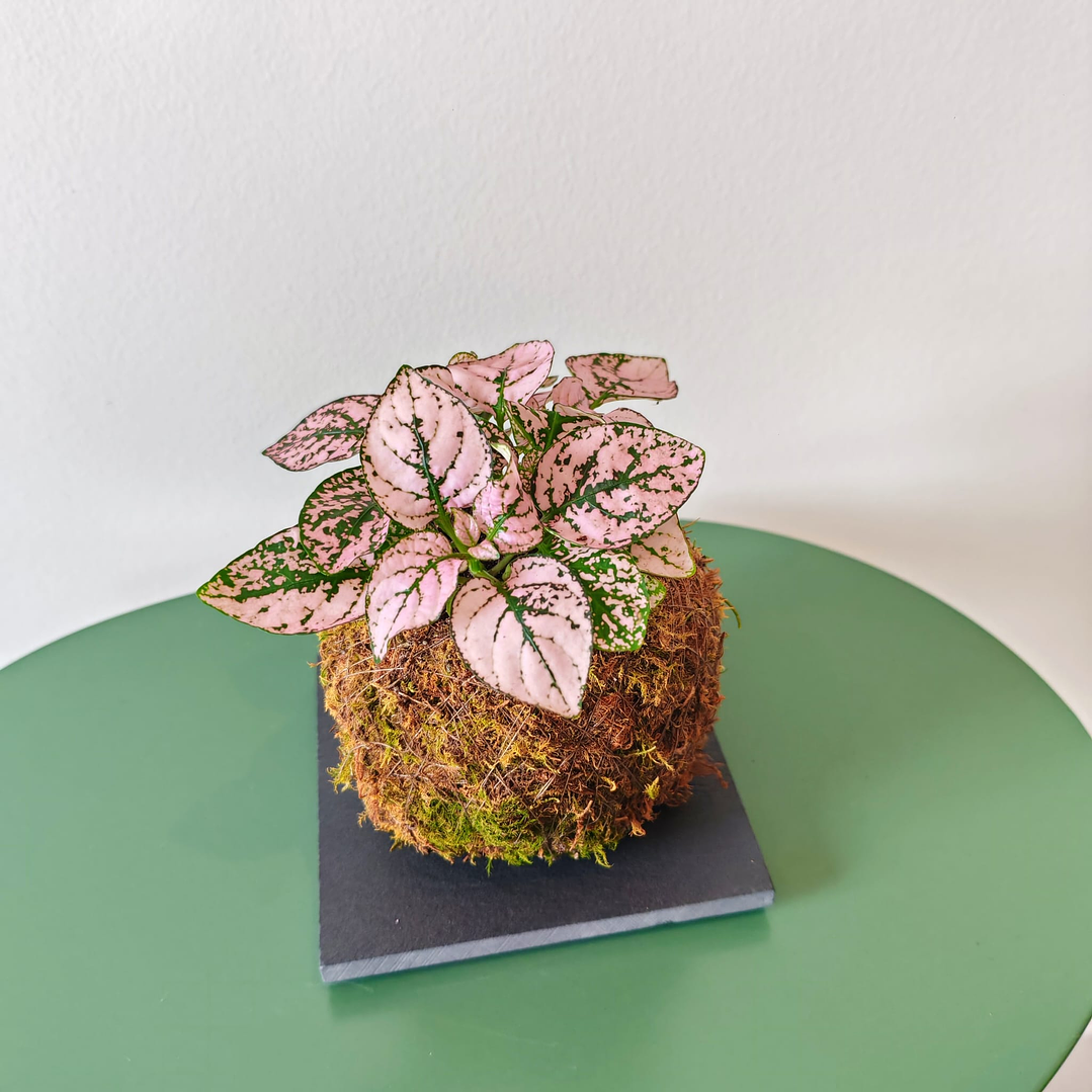 Base de Xisto para Kokedamas – Suporte Natural e Sofisticado 1