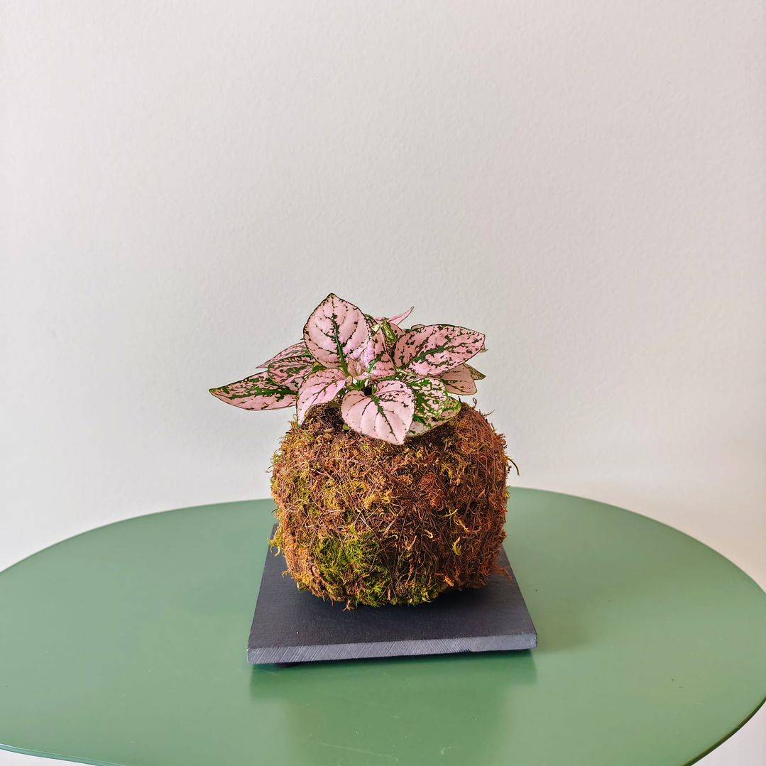 Base de Xisto para Kokedamas – Suporte Natural e Sofisticado 3