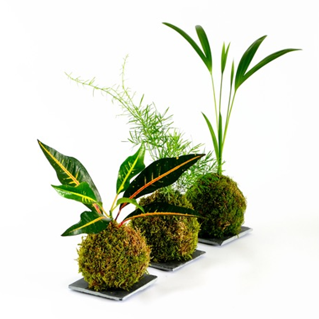 Workshop de Kokedamas - Lagos - 11 de Abril 3