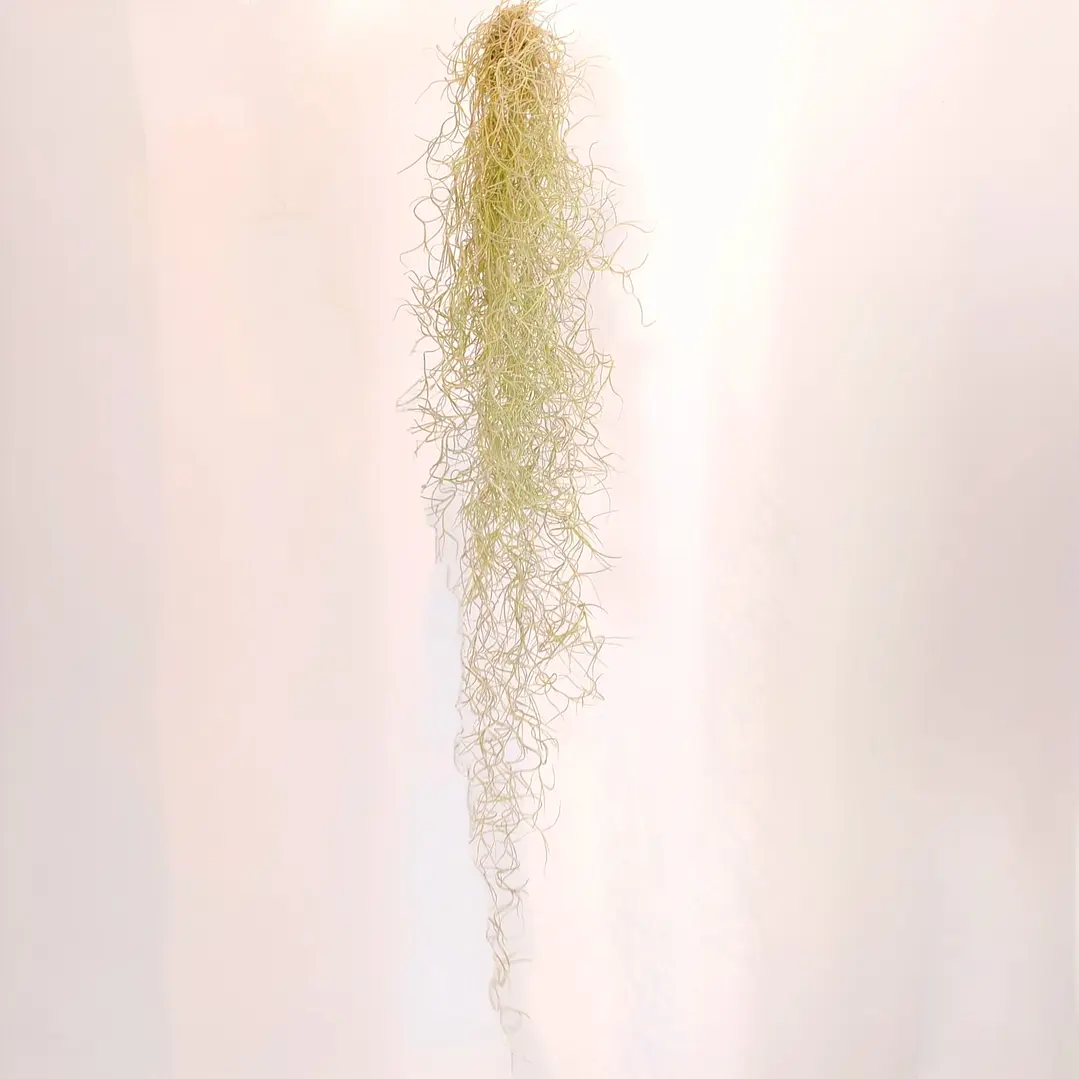 Tillandsia Usneoides 1