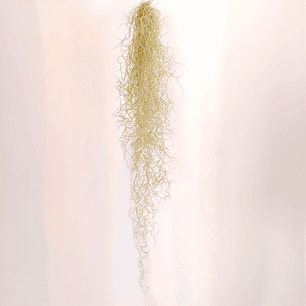 Tillandsia Usneoides - Aerial Plant - Aerial Plant