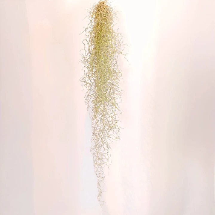 Tillandsia Usneoides 1