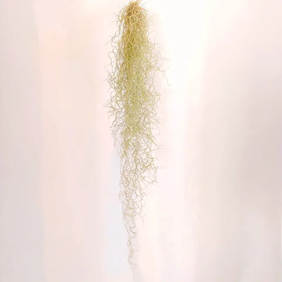 Tillandsia Usneoides 1