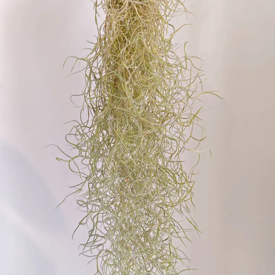 Tillandsia Usneoides 2