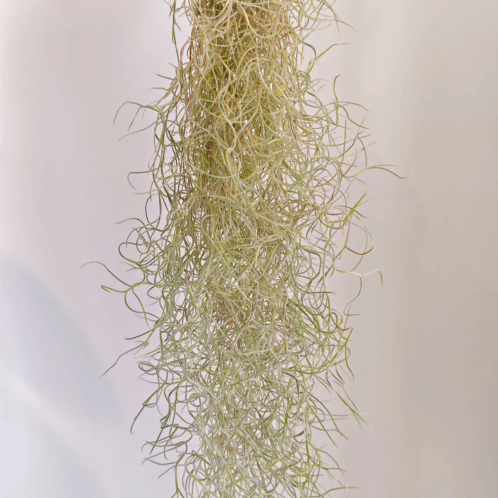 Tillandsia Usneoides 2