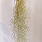 Tillandsia Usneoides - thumbnail 2