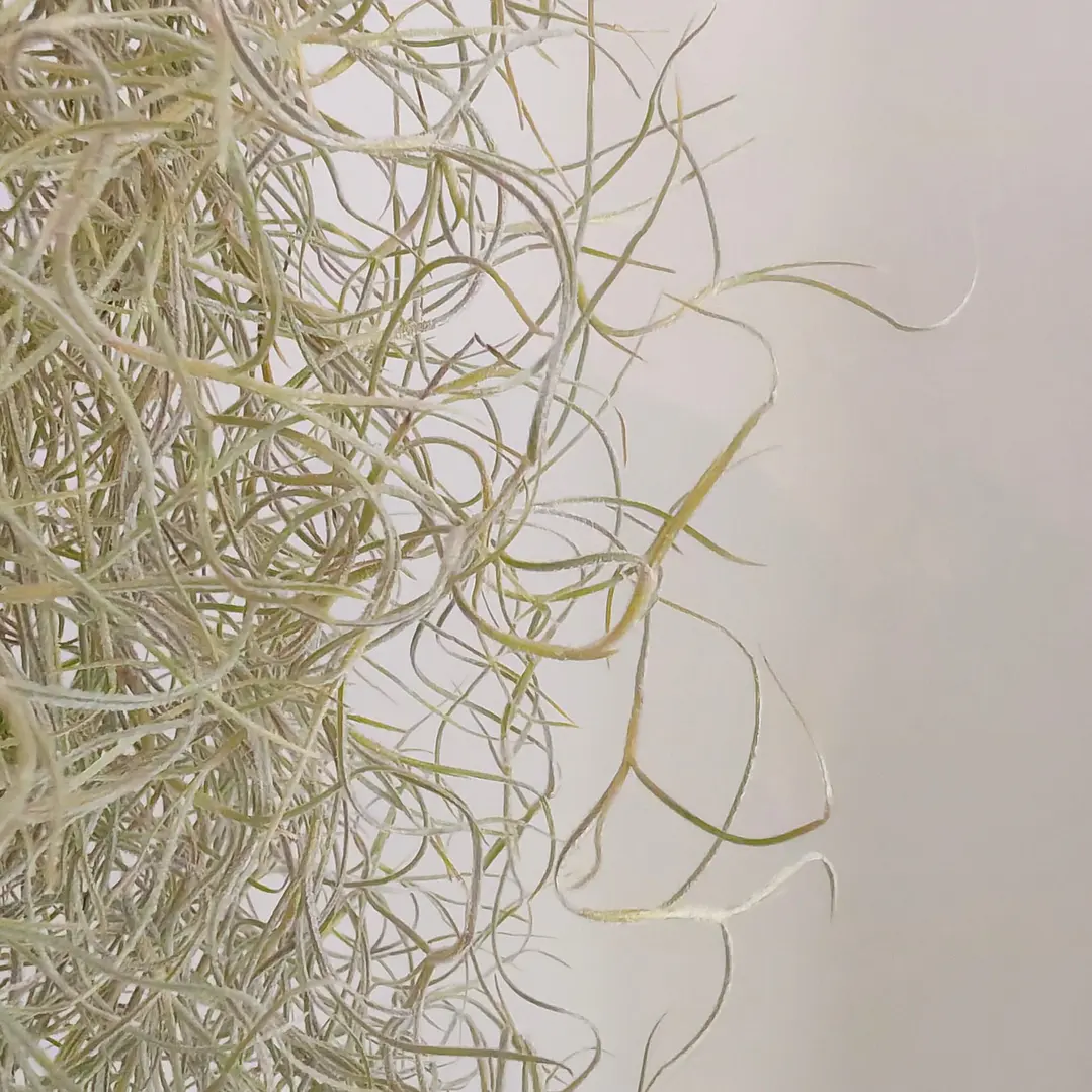 Tillandsia Usneoides 3