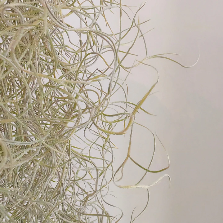 Tillandsia Usneoides 3
