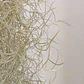 Tillandsia Usneoides - thumbnail 3