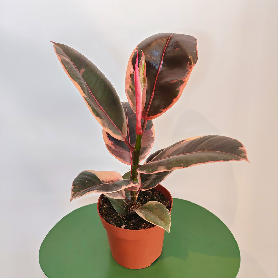 Ficus Elastica Belize 1
