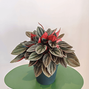 Peperomia Caperata Santorini