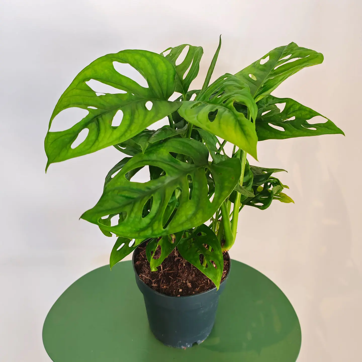 Monstera Adansonii 1