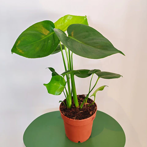 Monstera Deliciosa