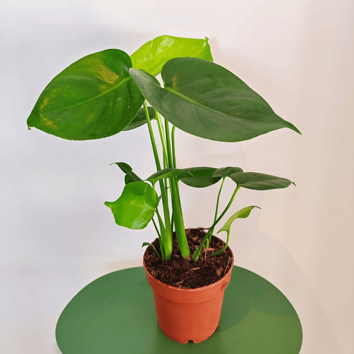 Monstera Deliciosa 1