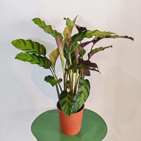 Calathea Warscewiczii