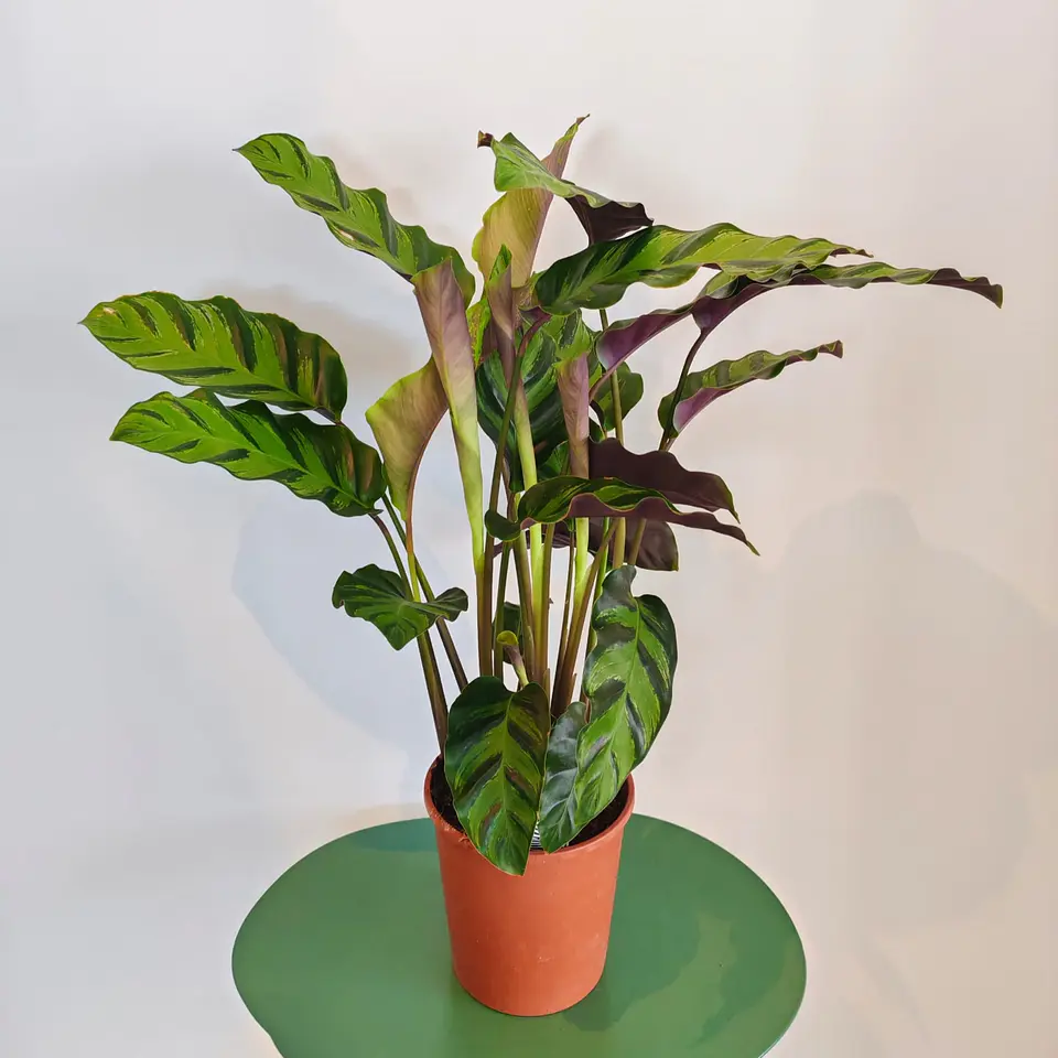 Calathea Warscewiczii 1