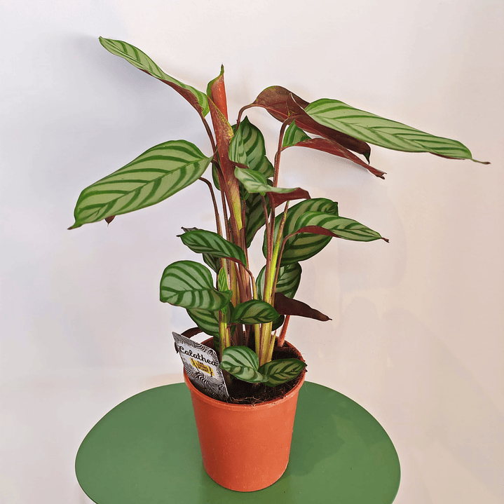 Calathea 4