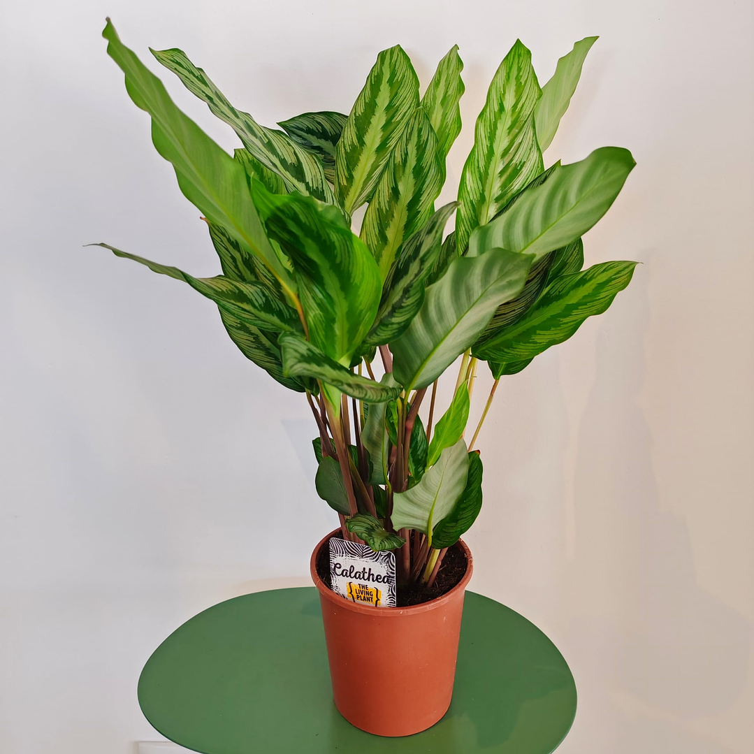 Calathea 5