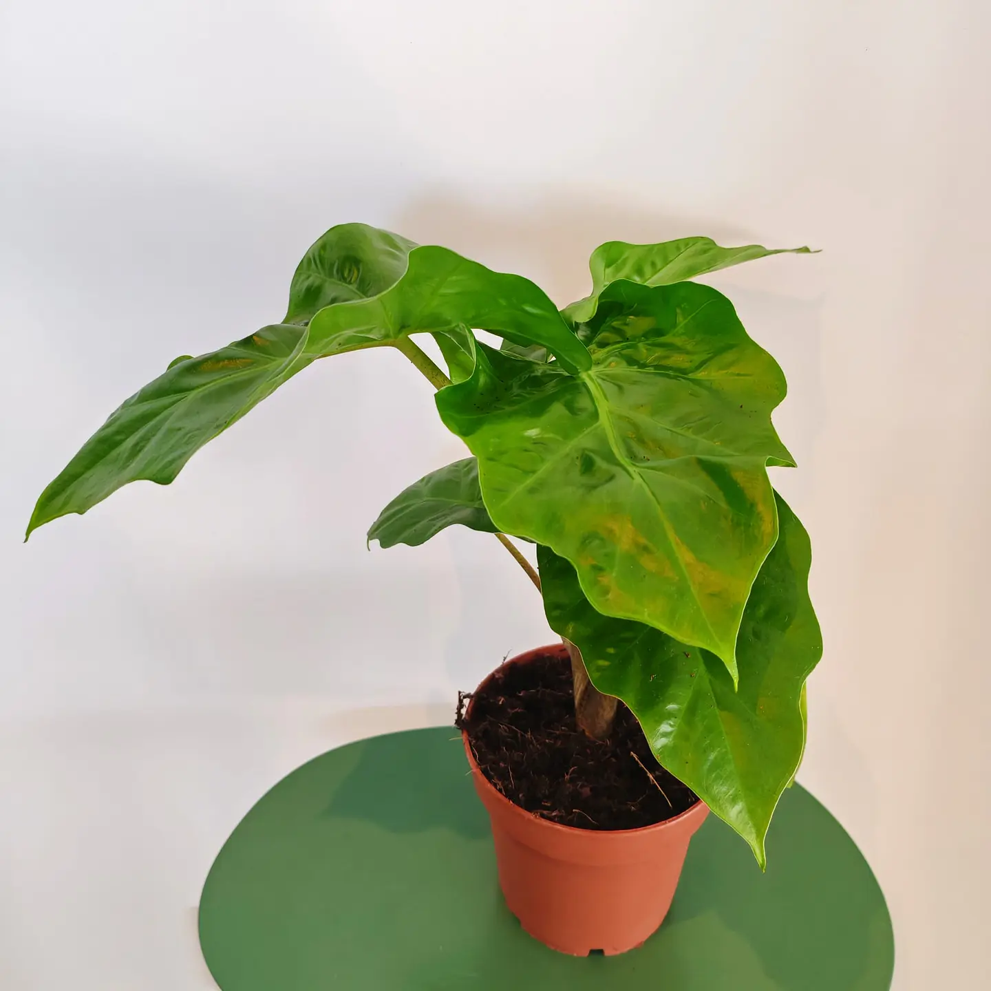 Alocasia Low Rider 1