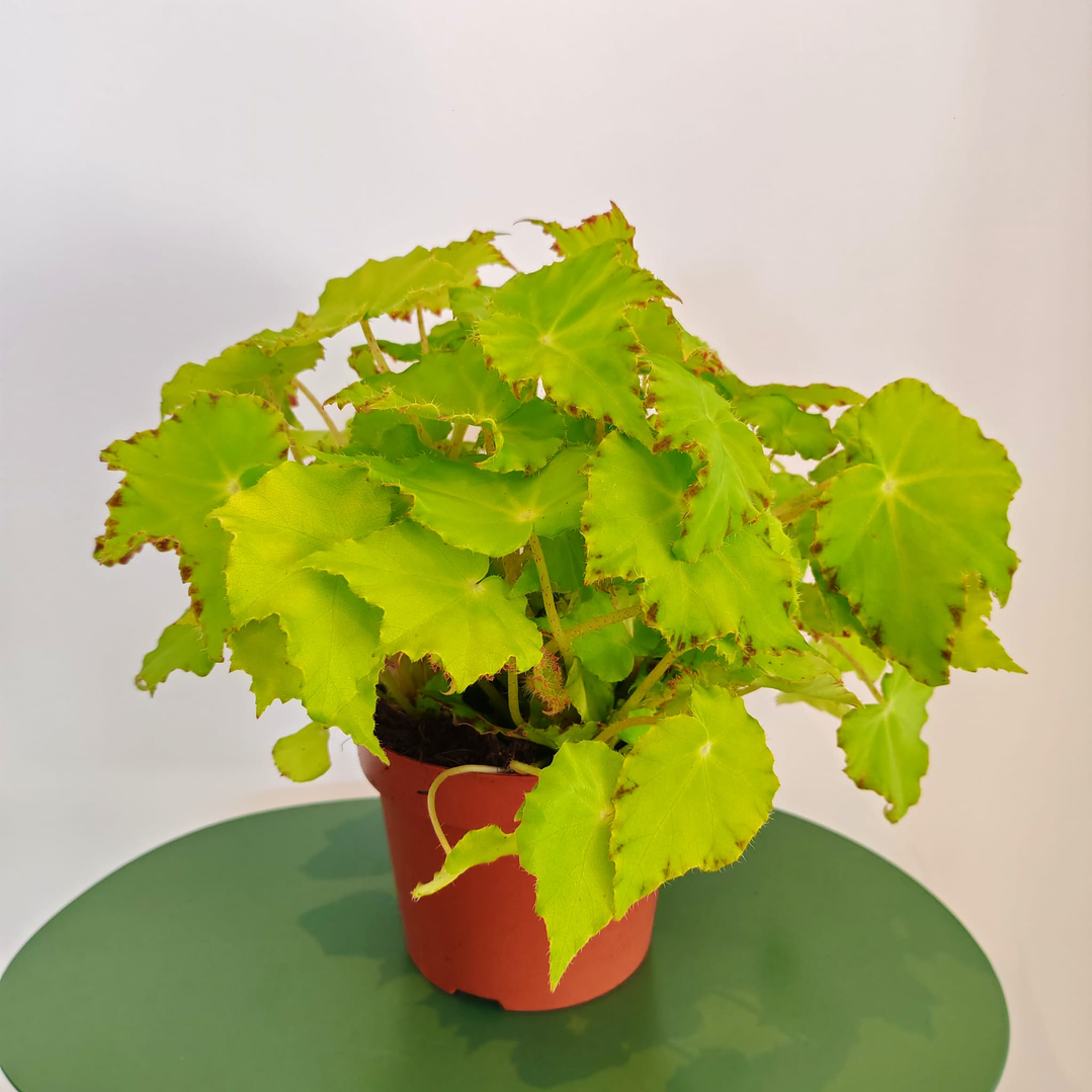 Begonia Beleaf 1
