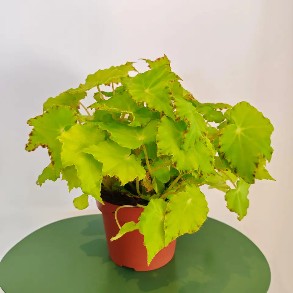 Begonia Beleaf 'Lima Love' 1