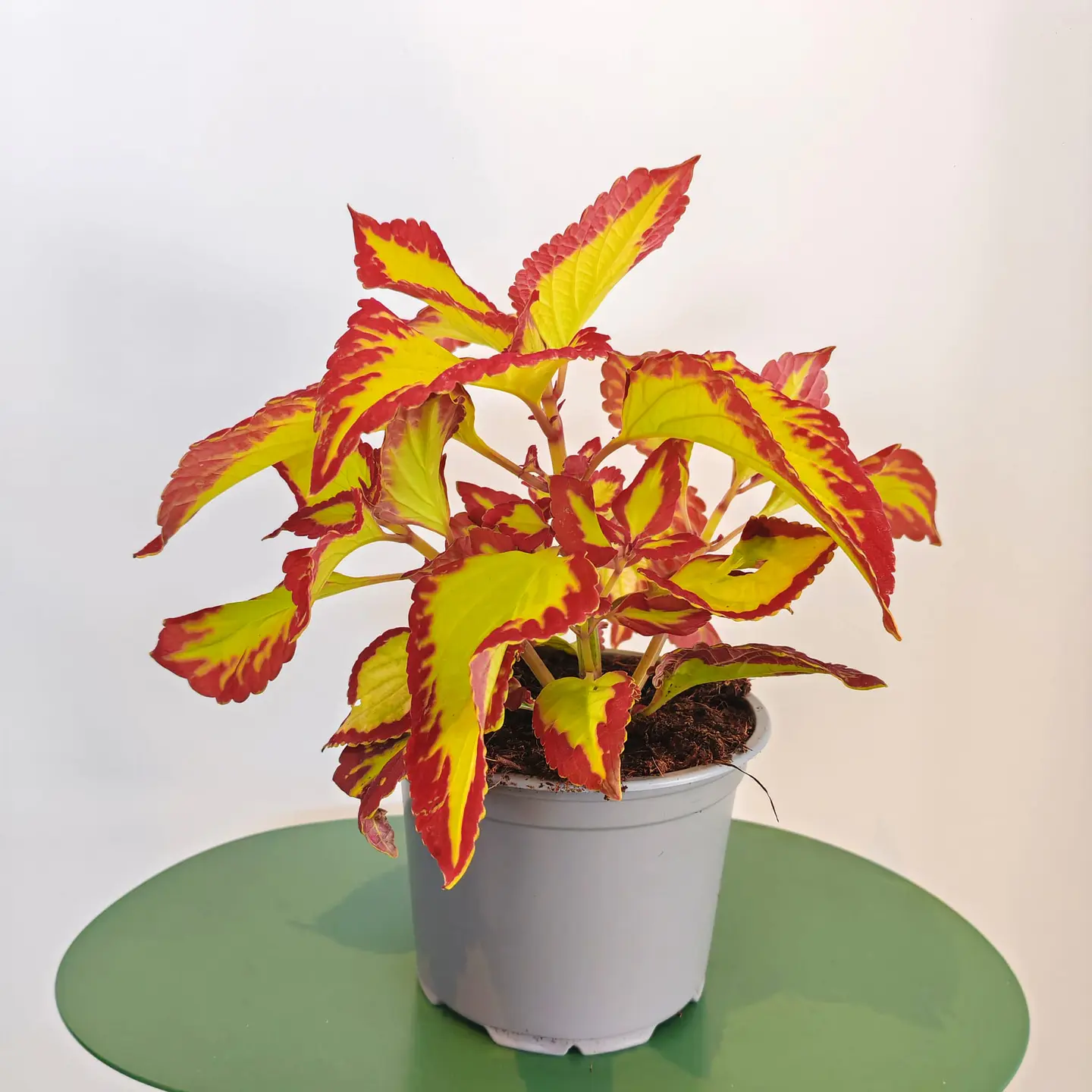 Coleus 1