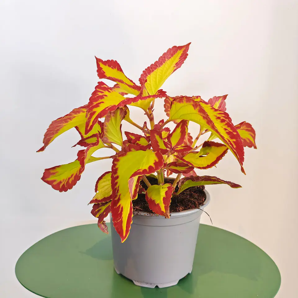 Coleus 1
