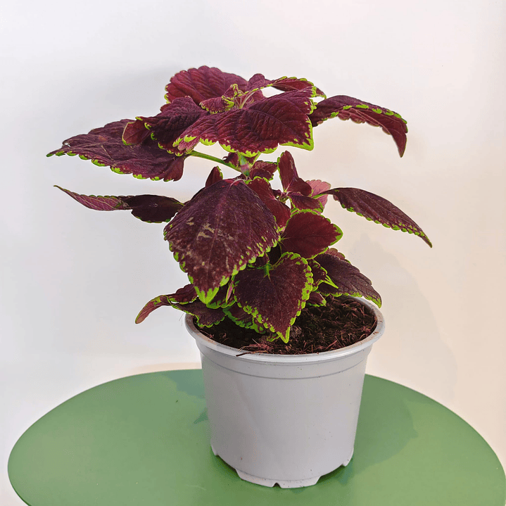 Coleus 4